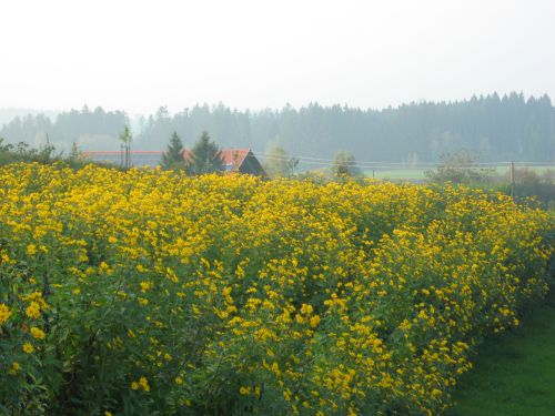 Wildacker mit Topinambur